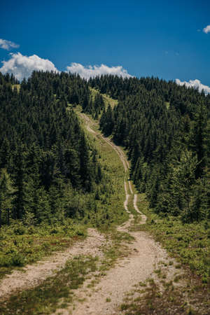 A path with trees on the side of a mountain