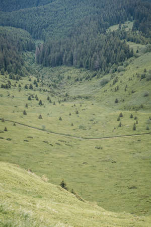 A herd of sheep grazing on a lush green hillsideの写真素材