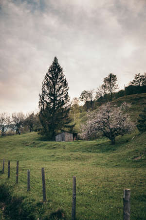 A herd of sheep grazing on a lush green fieldの写真素材