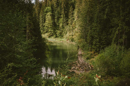 A sign in the middle of a forestの写真素材