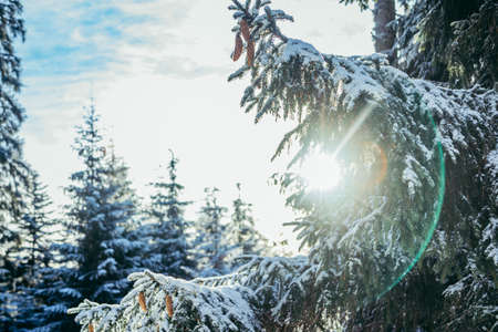 A close up of a tree covered in snowの写真素材