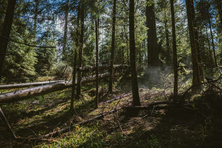 A close up of a wooded areaの写真素材