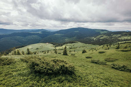A herd of sheep grazing on a lush green fieldの写真素材
