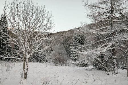 A tree with snow on the groundの写真素材