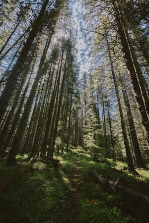 A large tree in a forestの写真素材