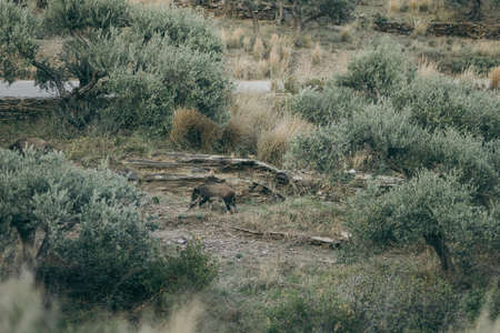A group of bushes in a fieldの写真素材