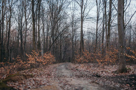A tree in a forestの写真素材