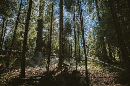 A tree in a forestの写真素材