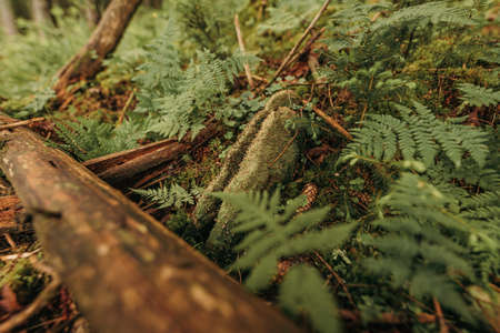 A close up of a treeの写真素材