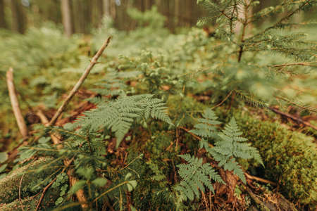 A close up of a treeの写真素材