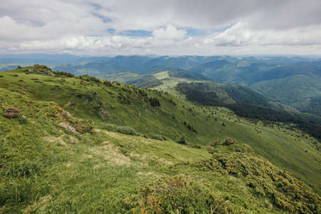 A herd of sheep standing on top of a lush green hillsideの写真素材
