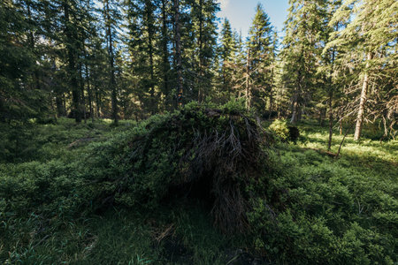 A tree in a forestの写真素材