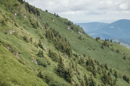 A herd of sheep standing on top of a lush green hillsideの写真素材