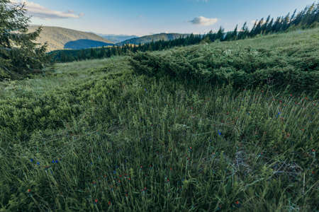 A close up of a hillside next to a treeの写真素材