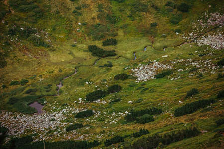 A close up of a lush green hillsideの写真素材