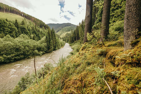 A close up of a hillside next to a forestの写真素材