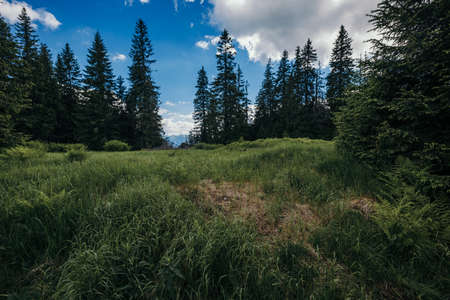 A close up of a hillside next to a forestの写真素材