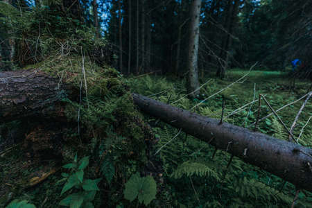 A sign on a pole near a forestの写真素材