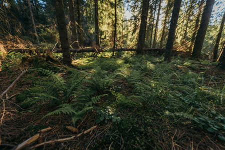 A tree in the middle of a forestの写真素材