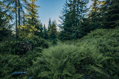A large tree in a forestの写真素材