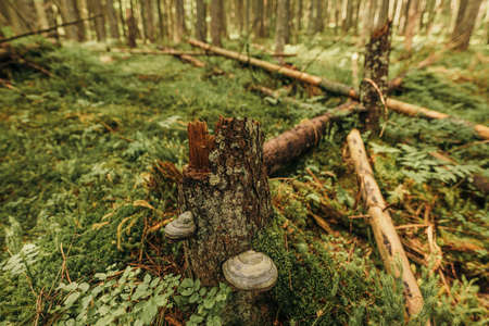 A pile of green grassの写真素材
