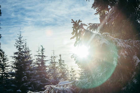 A tree in the snowの写真素材