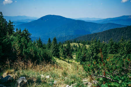 A tree with a mountain in the backgroundの写真素材