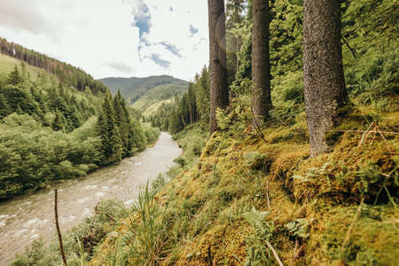 A close up of a hillside next to a forestの写真素材