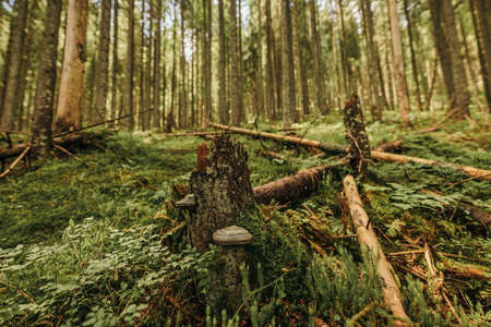 A tree in the middle of a forestの写真素材