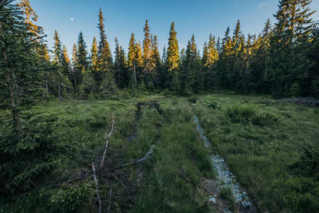 A tree in a forestの写真素材