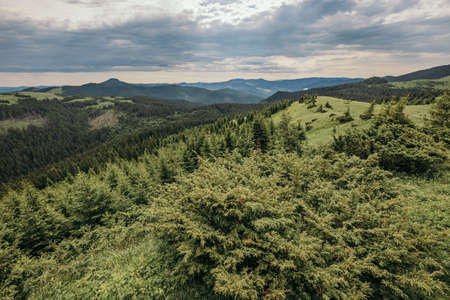 A close up of a lush green hillside
