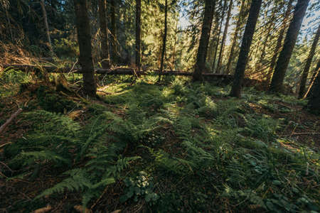 A tree in a forestの写真素材