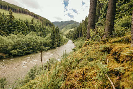 A close up of a hillside next to a forestの写真素材