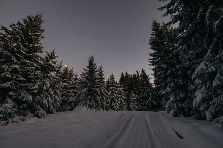 A tree with snow on the groundの写真素材
