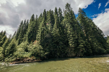 A river running through a forestの写真素材