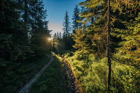 A tree in a forestの写真素材