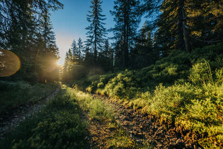 A tree in a forestの写真素材