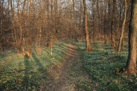 A tree in a forestの写真素材