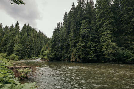 A river running through a forestの写真素材