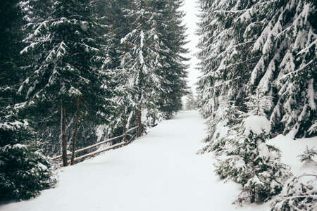 A man riding skis down a snow covered forestの写真素材