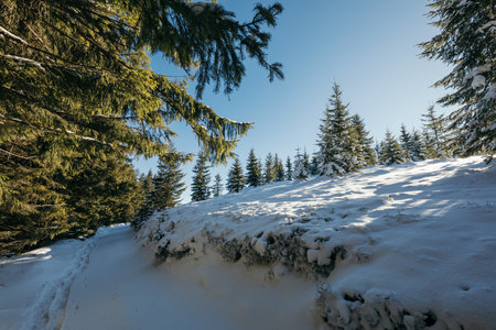 A close up of a tree covered in snowの写真素材