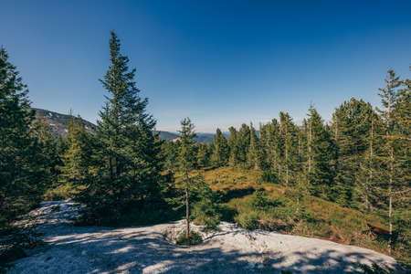 A tree with a mountain in the backgroundの写真素材