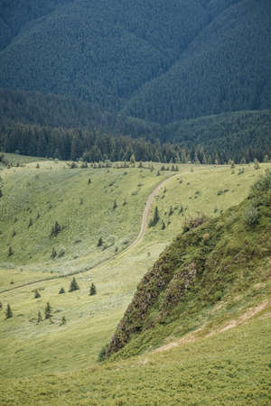 A herd of cattle standing on top of a mountainの写真素材