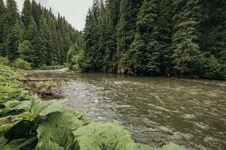 A river running through a forestの写真素材