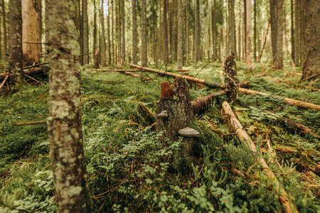 A tree in a forestの写真素材