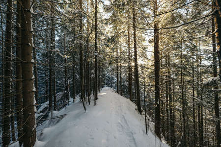 A path with trees on the side of a snow covered forestの写真素材