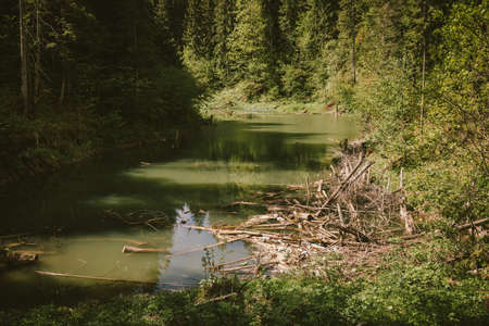A bridge over a river in a forestの写真素材