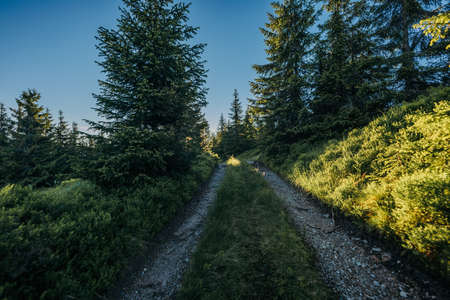A train traveling down train tracks near a forestの写真素材