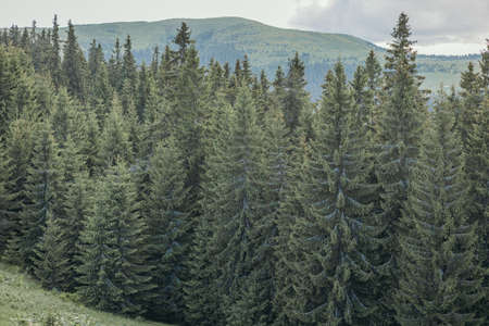 A tree in a forestの写真素材