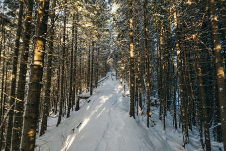 A man riding skis down a snow covered forestの写真素材